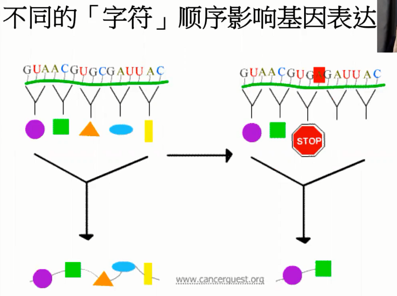 图片[10]-营养基因学—成海玲博士-减脂塑形优享社区-健康管理-优享健康生活社区