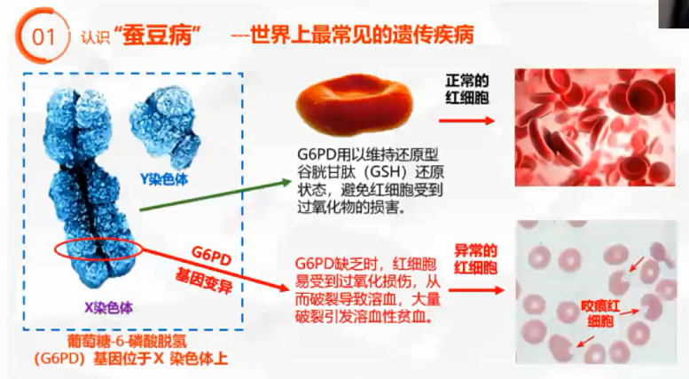 图片[18]-营养基因学—成海玲博士-减脂塑形优享社区-健康管理-优享健康生活社区