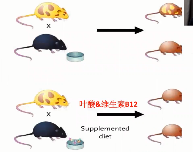 图片[22]-营养基因学—成海玲博士-减脂塑形优享社区-健康管理-优享健康生活社区