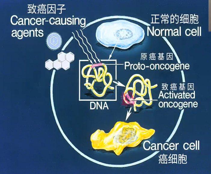 图片[25]-营养基因学—成海玲博士-减脂塑形优享社区-健康管理-优享健康生活社区