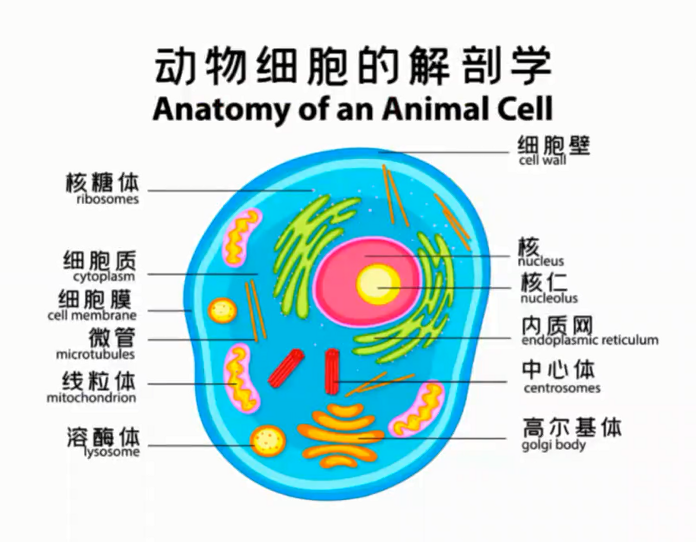 图片[5]-营养基因学—成海玲博士-减脂塑形优享社区-健康管理-优享健康生活社区