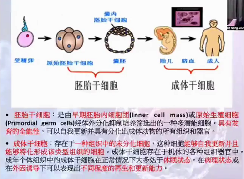 图片[8]-揭开干细胞的神秘面纱（成海玲博士）-减脂塑形优享社区-健康管理-优享健康生活社区